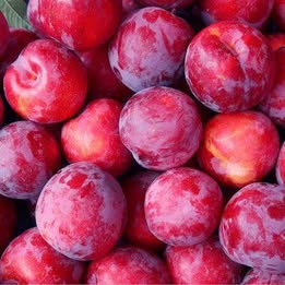'Au Rosa' Plum - Grafted