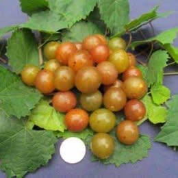 'Tara' Muscadine