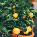 Calamondin - Grafted