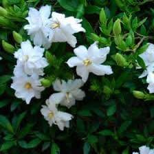 Dwarf 'Radicans' Gardenia