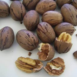 'Pawnee' Pecan - Grafted