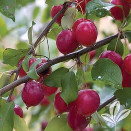 'Callaway' Crabapple