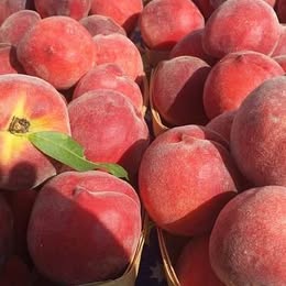 'Red Haven' Peach