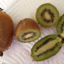 'Vincent' Kiwi