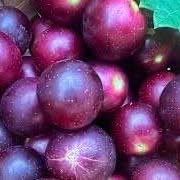'Ruby Crisp' Muscadine