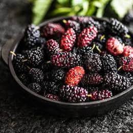 Mojo Dwarf Everbearing Mulberry