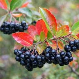 Chokeberry