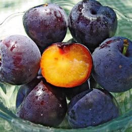 'Spring Satin' Plumcot