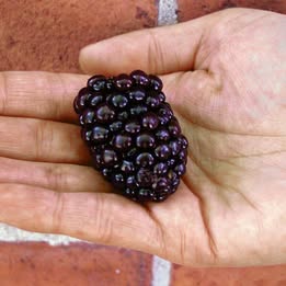 'Kiowa' Blackberry