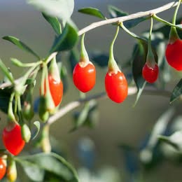 Goji Berry