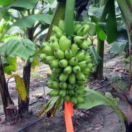 'Viente Cohol' Banana Tree