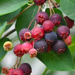 Serviceberry Bush