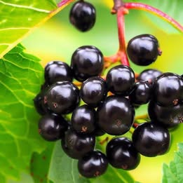 Nanny Berry