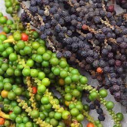 Black Pepper Vine