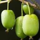 'Prolific' Kiwi
