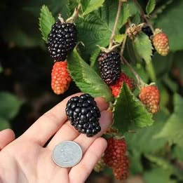 'Prime Ark Traveler' Blackberry