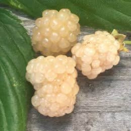 'Snowbank' Blackberry