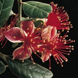 'Anatoki' Pineapple Guava