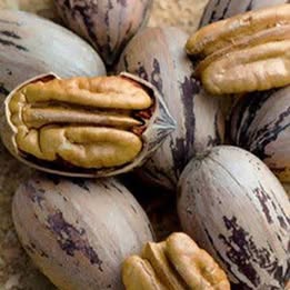 'Zinner' Pecan - Grafted