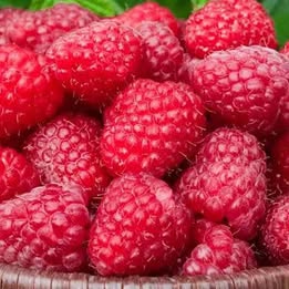 'Crimson Giant' Raspberry
