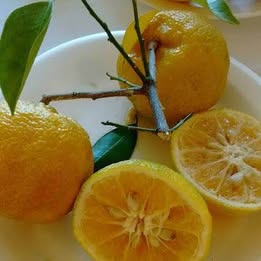 Ten Degree Tangerine - Grafted