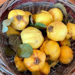 Aromatnaya Quince Tree - Grafted