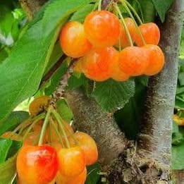 'White Gold' Cherry