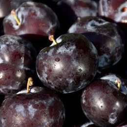 'Black Ice' Plum - Grafted