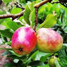 'Anna' Apple - Grafted