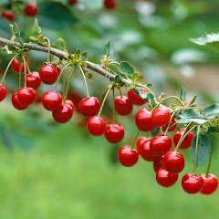 'Montmorency' Sour Cherry - Grafted