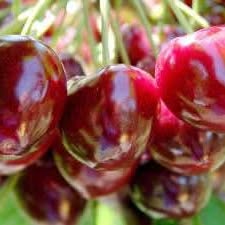 'Compact Stella' Cherry - Grafted
