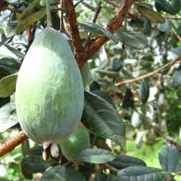 'Takaka' Pineapple Guava