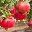 'Kara Bala Miursal' Pomegranate
