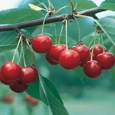 'North Star' Sour Cherry - Grafted