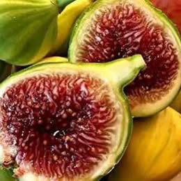 'Panache' Fig