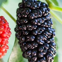 'Dwarf Everbearing' Mulberry