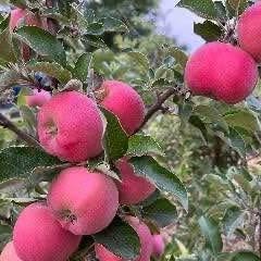 'Cinnamon Spice' Apple