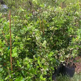 Confederate/Star Jasmine