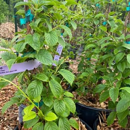 'Issai' Kiwi