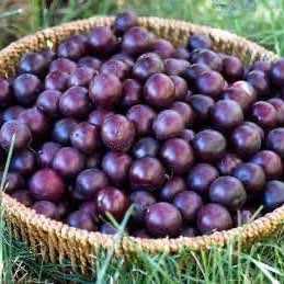 'Black Pearl' Cherry - Grafted