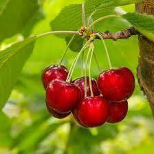 'Glacier' Cherry - Grafted