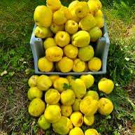 Smyrna Quince Tree - Grafted
