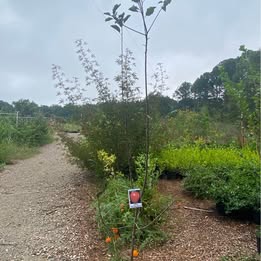 'Red Delicious' Apple - Grafted