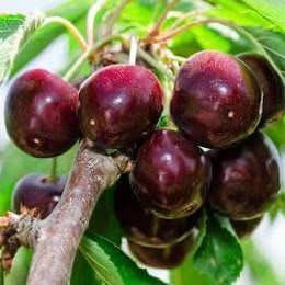 Black Tartarian Cherry - Grafted