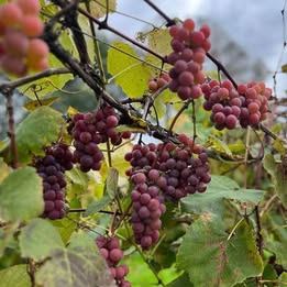 'Catawba' Grape
