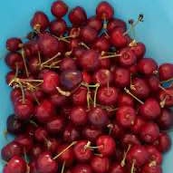 'Coral Champagne' Cherry - Grafted