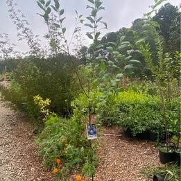 'Stanley' Plum - Grafted