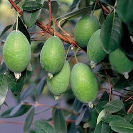 'Kateiri' Pineapple Guava