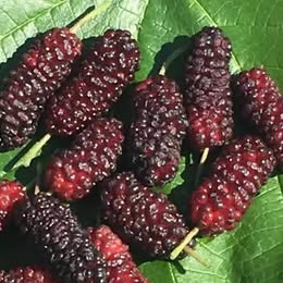 'Illinois Everbearing' Mulberry