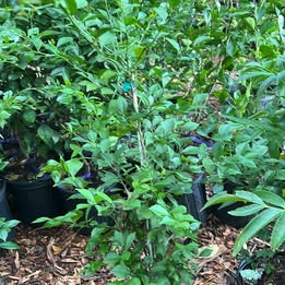 Red Finger Lime - Grafted